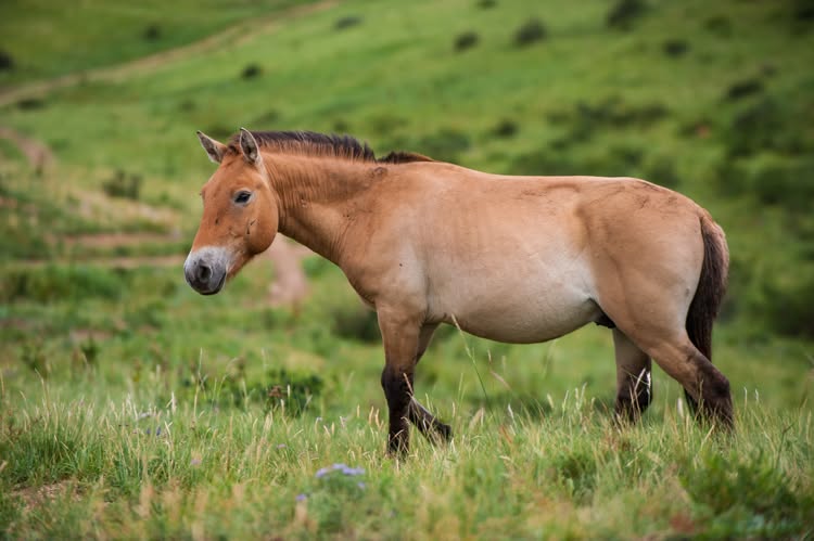 Khustain Nuruu Wild Horse Reserve — photo 3