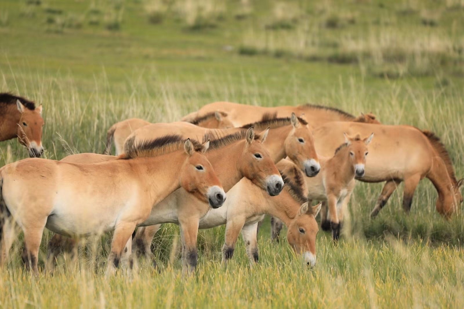Hustai National Park Day tour