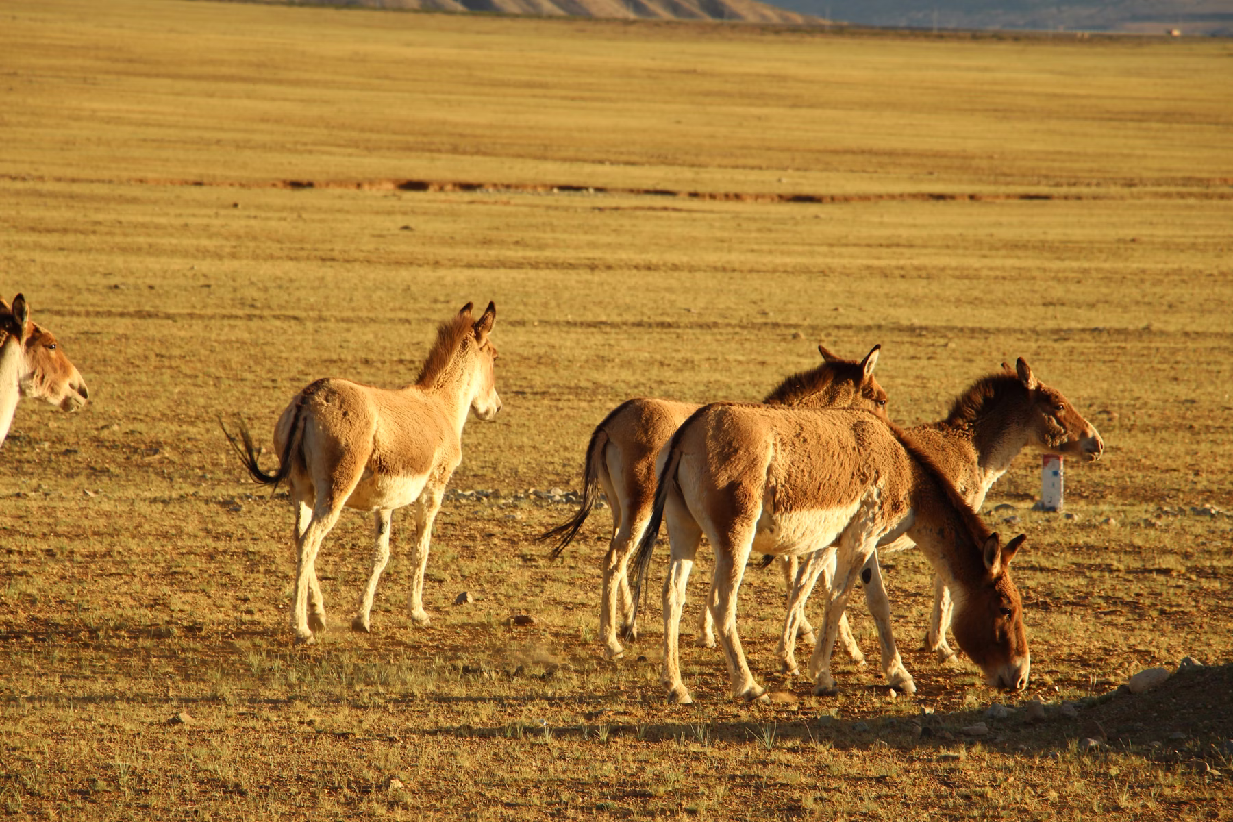 Khustain Nuruu Wild Horse Reserve
